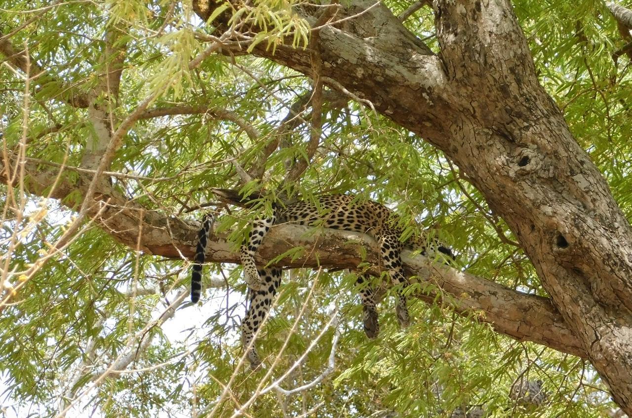 Galapita Eco Lodge Buttala Ngoại thất bức ảnh
