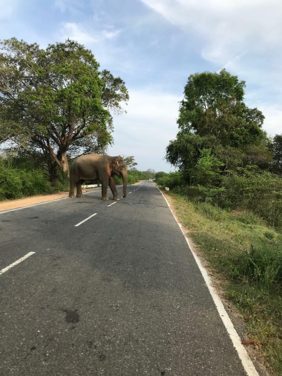 Galapita Eco Lodge Buttala Ngoại thất bức ảnh
