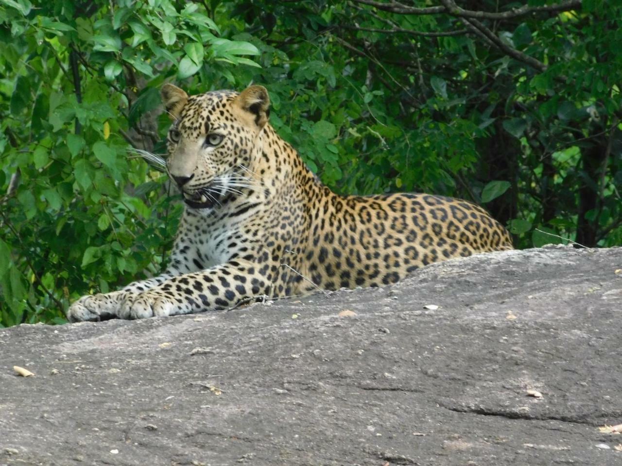 Galapita Eco Lodge Buttala Ngoại thất bức ảnh