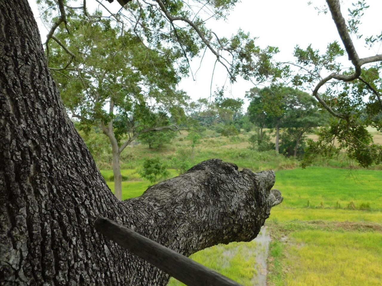 Galapita Eco Lodge Buttala Ngoại thất bức ảnh